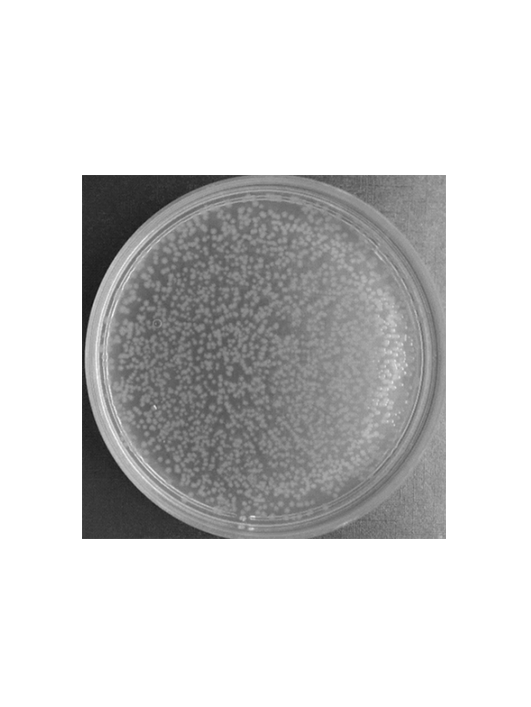 發(fā)根農(nóng)桿菌