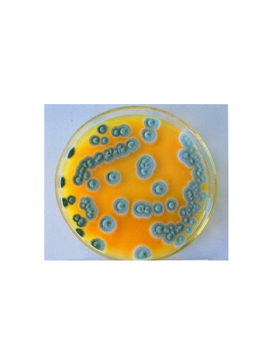 ?，F(xiàn)青霉