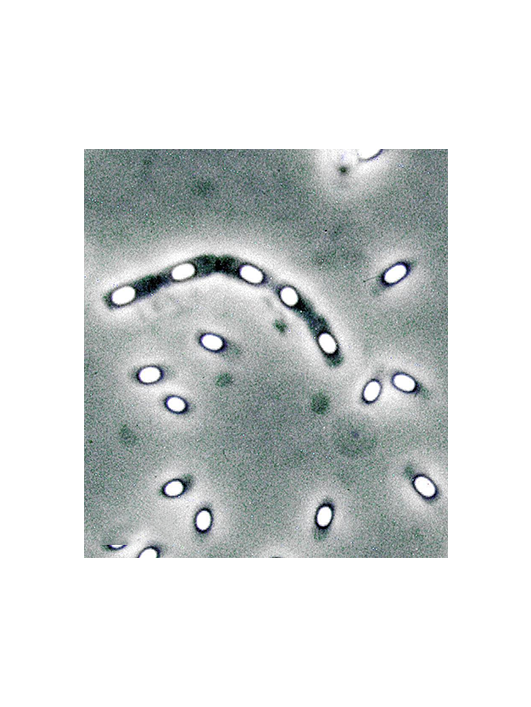 乳酸可魯維酵母