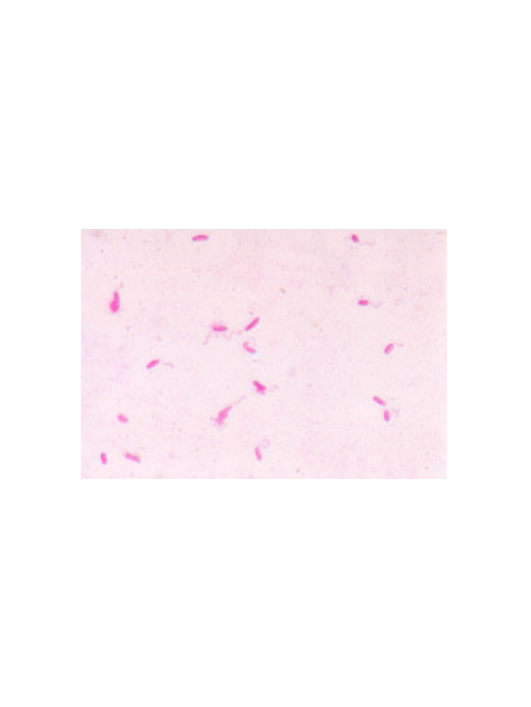 摩拉維亞假單胞菌