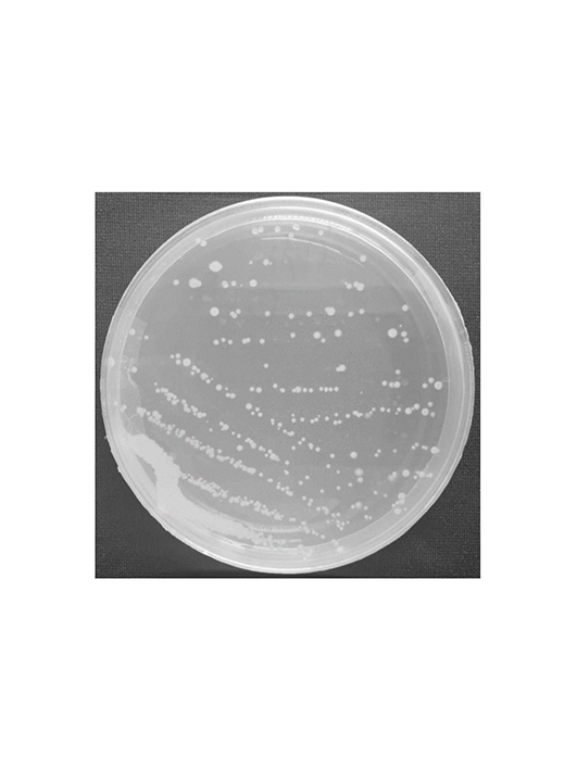 球形賴氨酸芽孢桿菌